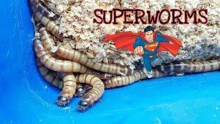 BOUGHT SUPERWORMS FROM AMAZON 