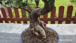 Short Clip 02_24 - Ficus Ginseng