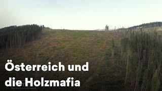 Urwälder illegal abeholzt – Der schmutzige Handel mit dem Holz | Holz-Mafia in Rumänien