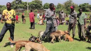 Africa Network for animal welfare