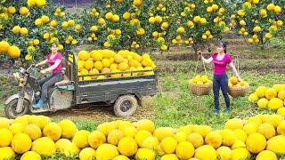 Use 3-wheeled Vehicle Harvesting Many Grapefruit Goes To Countryside Market Sell - Daily Life