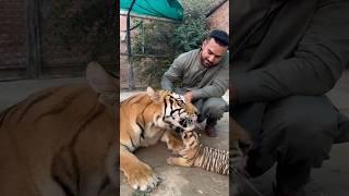 Tiger with cubs #faiziwildlifefarm #savewildlife #tiger