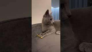 Jump! 🫐 #cat #kissa #kittens #kissanpentu #russianblue #venäjänsininen #golubika #cattery #cute