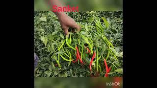 saivi seeds, Sanket