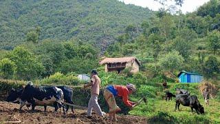 This is Himalayan Nepali village life|| Naturally And Beautiful Himalayan Activities village life