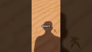 The Spider That Chases HUMANS? The Reason Will SURPRISE You!