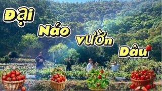 NAP |Vi Vu Vườn DâuTại Đà Lạt