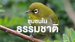 สารคดี สำรวจโลก ตอน ชุมชนในธรรมชาติ