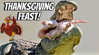 Giant Gators & Crocs Gobble Up Thanksgiving!