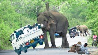 World Most heartbreaking encounter Elephant Attack On a forest road