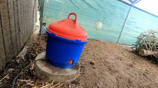 A look inside our chicken coop and run while we feed the adult chickens some treats.