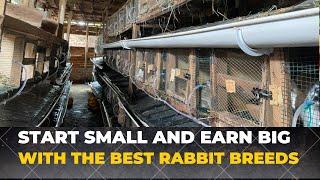 Rabbit Farming: I STARTED with 8 RABBITS Now have 200+ Rabbits | All our BEST Rabbit Breeds