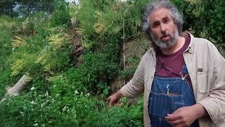 tall and narrow hugelkultur with volunteer potatoes and round wood timber framing