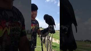 Great Black Hawk - Eating food #GreatBlackHawk #BirdOfPrey