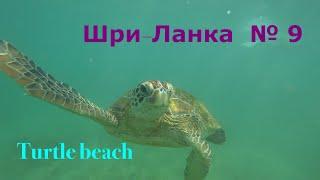 Шри-Ланка. Мирисса. Turtle beach. Плавание с морскими черепахами.