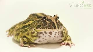 A Chacoan horned frog (Ceratophrys cranwelli) named Hulk at Omaha’s Henry Doorly Zoo and Aquarium.