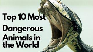 Top 10 Most Dangerous Animals in the World