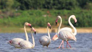 Greater Flamingo