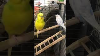 Very fat budgie next to small one