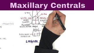 Anatomy of Maxillary Central Incisor - Tooth Morphology