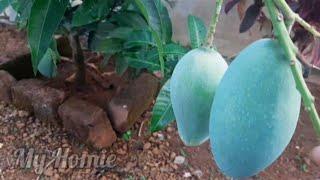 All season Mango || Thailand variety || My Homie || malayalam