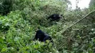 Gorillas in the Virunga Mountains, Rwanda