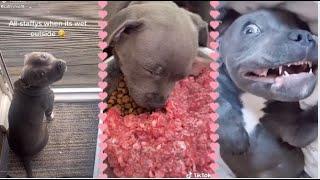 Best Staffordshire Bull Terrier Funny Compilation Videos | Try not to Laugh  | Fluffyfun