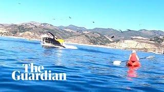 Kayakers nearly swallowed by humpback whale in California