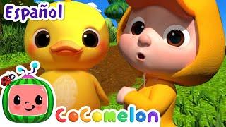 Diez patitos | CoComelon en Español | Canciones Infantiles y de Cuna