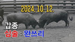 청도소싸움 2024. 10. 12. 제2경기 갑종 심술 / 완쓰리