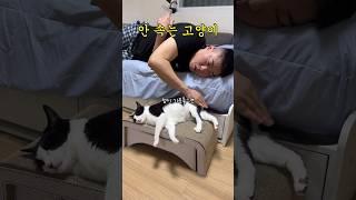 고단수 고양이 #shorts #shortvideo #고양이 #시트콤