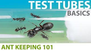 Keeping Ants in Test Tubes (Basics) | Ant Keeping 101