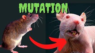 Hairless Rats: The Strangest Mutation