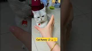 Cat fun #youtubeshorts #funny #shorts #viralvideo #comedy #tiktok #youtube #fun