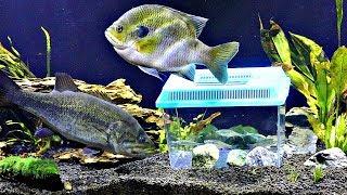 Micro Minnow Tank Inside Fish Tank (Shocking Results)