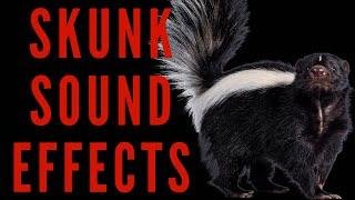 SKUNK SOUND EFFECTS - Skunk Noises | maktub_ytv