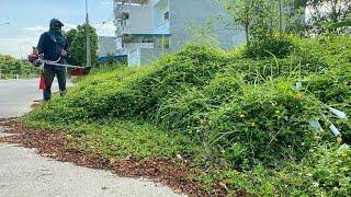 Help ! mowing overgrown grass homeowner | clean up Cut the lawn quickly