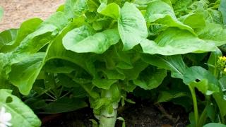 How to grow Celtuce (Chinese Lettuce) with good quality stem