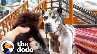 Reactive Great Dane Discovers Her Calling As A Foster Mom To Kittens | The Dodo