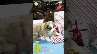 Puppies helping stack the presents  #cutepuppy