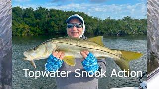 Explosive topwater Snook Fishing in Everglades Backcountry #topwaterfishing #snook