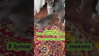 #siberianwellness