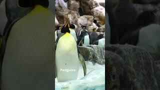 Penguins: The Coolest Birds on Earth!   @Bluworld92  #bluworld #penguin