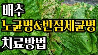 배추잎이 왜 이럴까요?(#배추노균병,#배추노균병치료,#배추노균병약,#김장배추노균병,#배추노균병방제,#가을배추병충해,#배추반점세균병,#김장배추반점세균병,#배추반점세균병방제)