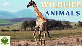 Wild Animals in Their Natural Habitat | Discover the Wonders of Africa Wildlife #wildlife #nature