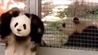 Meng Lan loves communicating with his sisters #panda #menglan #mengbao #mengyu #beijingzoo #family