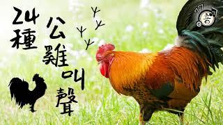 24 different roosters crowing│Rooster Sound│Animal Sounds