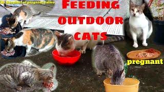 Feeding Stray cats in Philippines|Should you feed Stray Cats?