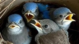 Bluebird Nest Live Stream: SECOND brood hatched Fathers Day