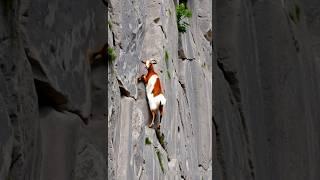 ​ #shortvideo #goat #mountains #animals #love